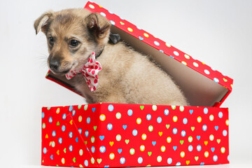 Adorable Puppy wearing polka dots bow tie 