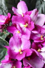 Beautiful violet flowers, closeup. Plant for house decor
