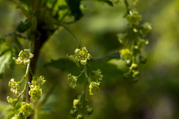 Spring awakening of life in nature