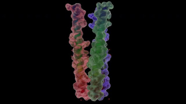 hexameric anti-microbial peptide channel dermcidin. Shell Structure.