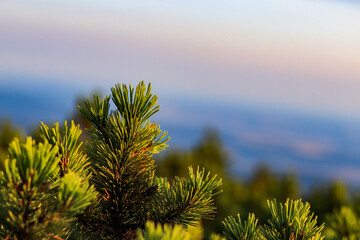 green mountain pine on blue sky