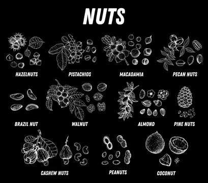 Nuts collection hand drawn sketch. Vector illustration. Nuts cocktail. Organic healthy food. Nuts packaging design. Engraved style. Black and white color