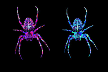 isolated spiders collection