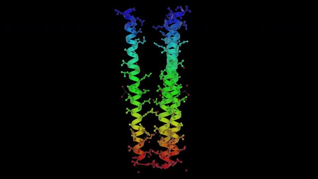 hexameric anti-microbial peptide channel dermcidin.