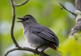 Gray catbird singing while perched on a branch