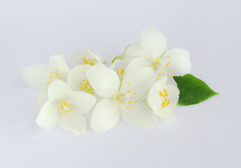 jasmine flower