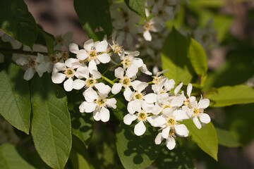 White flowers of bird cherry close-up on a background of green leaves, selective focus.
