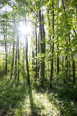 Wald mit Sonnenstrahlen im Sommer