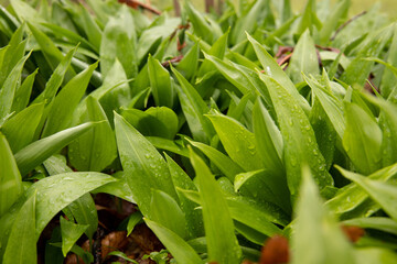 Obraz premium Bärlauch nach dem Regen