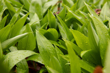 Obraz premium Bärlauch nach dem Regen