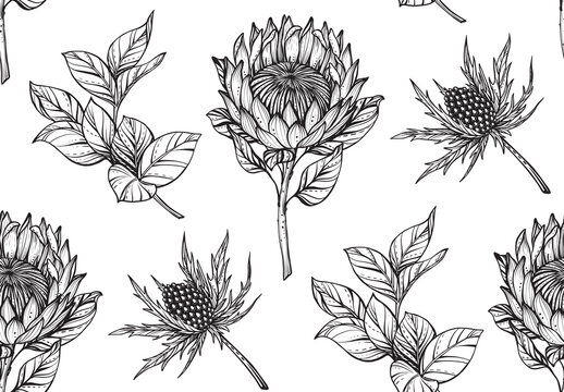 Vector floral seamless pattern. Romantic elegant endless background with hand drawn protea and feverweed flowers