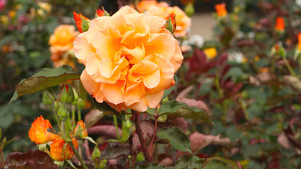 オレンジのバラのアップ