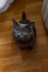 domestic gray cat on the floor. a pet. ash-colored green-eyed cat