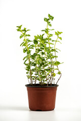 Oregano plant growing in a pot on white background isolated