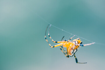 Giant spider with spider web on green background macro insect animal shoot in nature.