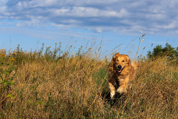 dog golden retriever running in a high grass