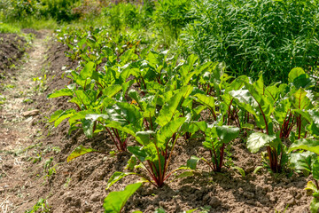 Fototapeta na wymiar Fresh, green beet beds close-up. Private farming.