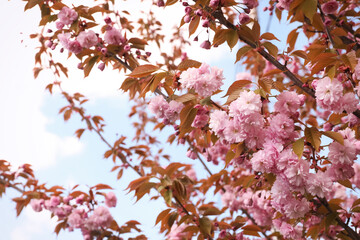 Beautiful blooming sakura outdoors on sunny spring day