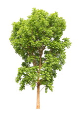 Isolated mahogany tree cut out on white background for landscape design