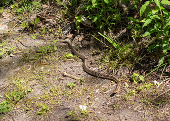 Eastern gartersnake - Thamnophis sirtalis sirtalis - slithering on the dirt ground on the side of a trail in Ontario, Canada.