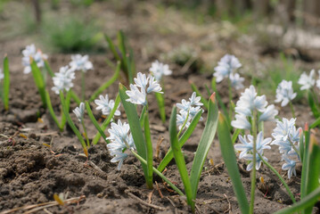 The first spring flowers of puschkinia in a flowerbed, planted in a line