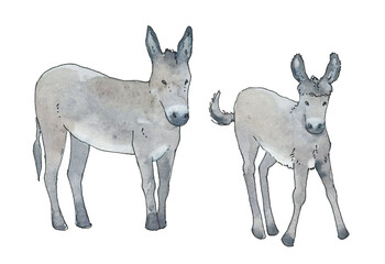 Fototapeta premium Watercolor hand drawn farm donkey animals clipart, Watercolor country life summer images clip art, mother with baby images