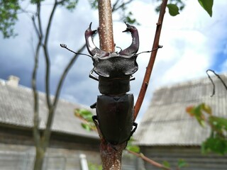 stag beetle on a tree