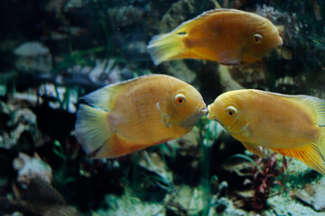 two kissing goldfish