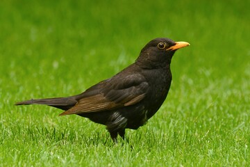 Adult blackbird male with gray feathers in the garden. Standing motionless in freshly mown grass. Looking for food. Side view, close up. 
