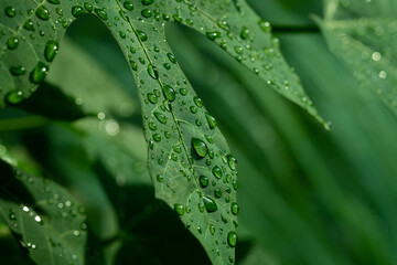 Water on leave background, Green leaf nature