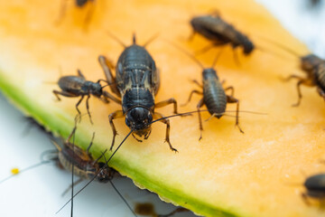 closeup crickets eating food, small bug