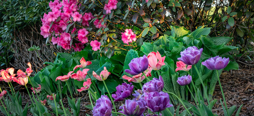 Różanecznik , tulipan na wiosennej rabacie w ogrodzie - obrazy, fototapety, plakaty