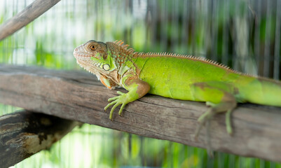 lizard, animal, green lizard with blur background