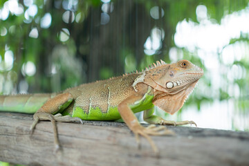 Fototapeta premium lizard, animal, green lizard with blur background