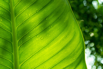 Obraz premium Water on leave background, Green leaf nature