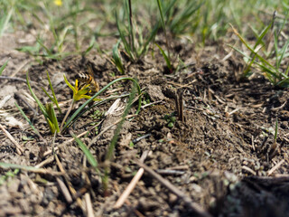 Bee on the ground
