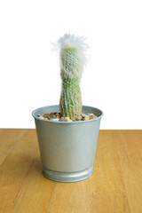 Closeup of cactus in Aluminum pot on white background.