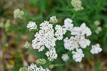 Inflorescences of yarrow wild plants.