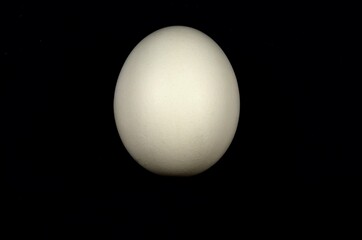White egg on black background