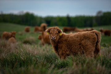Krowa rasy highland cielak portret