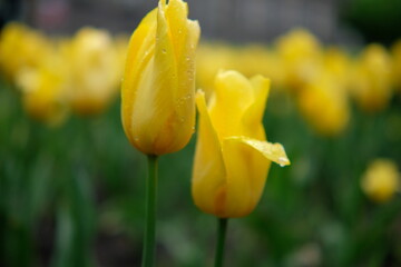 Żółte tulipany zdjęcie z niska głębia ostrości  - obrazy, fototapety, plakaty