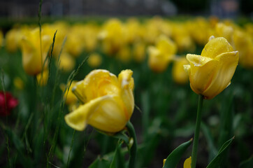 Żółte tulipany zdjęcie z niska głębia ostrości 