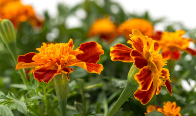 Tagetes