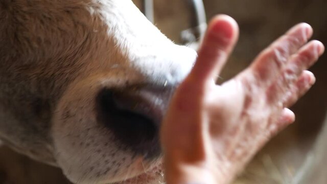 Cow licks woman's hand. Sweetness and love. Connection with nature. 4K video