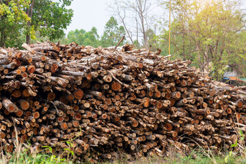 Eucalyptus tree, Pile of wood logs, Stack of tree trunks of Eucalyptus ready for industry, that will be use in paper manufacture.