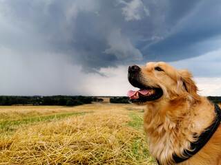 dog golden retriever on dark blue sky