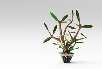 3D illustration of Tree in a pot isolated on Color background