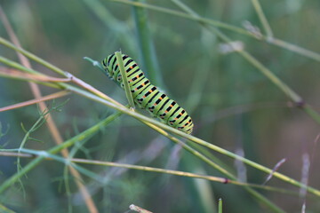 Gusano Arracache Cartepillar 
