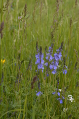 Wildblumen: Veronica (Ehrenpreis) in einer Brache am Niederrhein bei Dinslaken