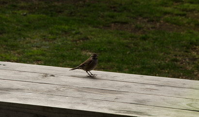 little bird, sparrow or rayadito